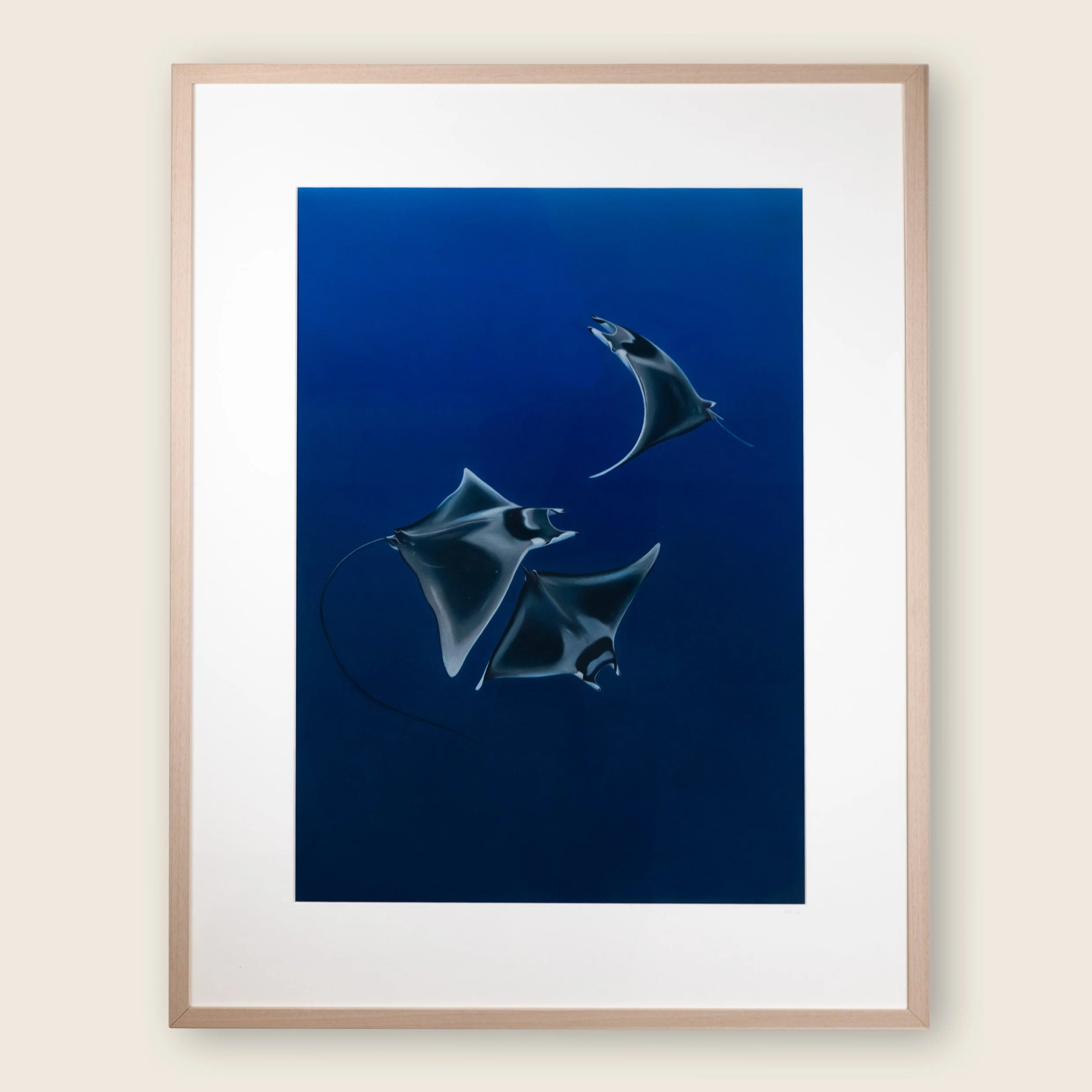 Mobula rays