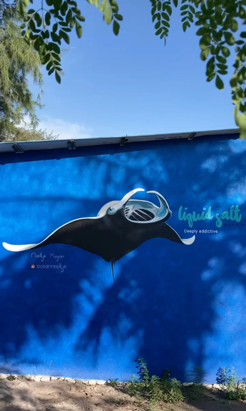 manta zonder uitstekend dag spul .jpg