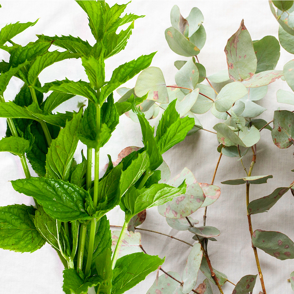 Pepperment & Eucalyptus.png