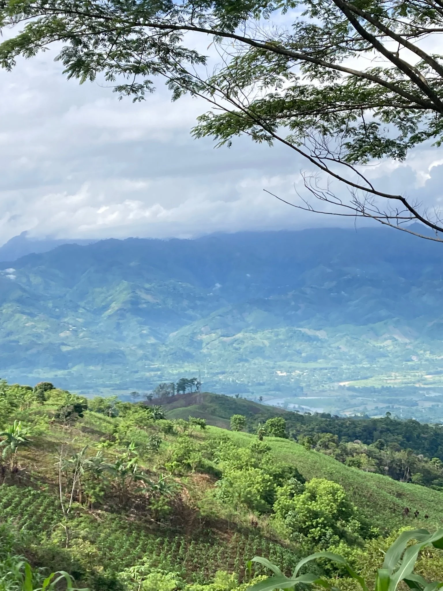 Mountain landscape with green hills, trees, and overcast sky, with mountain range in the background and tree branches in the foreground.