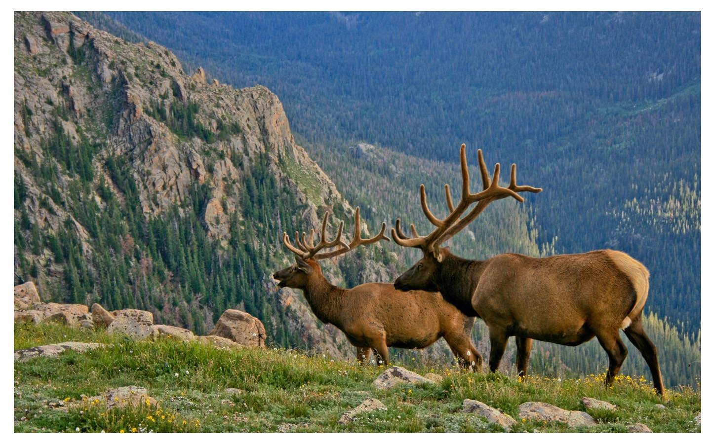 New project alert! Very excited about this one. My wife took this photo up on Trail Ridge Road back in 2011 with her first DSLR camera. Here&rsquo;s the photo and the pattern. .
.
.
#makersgonnamake #naturalcolors #wood #art #design #scrollsaw #woodw