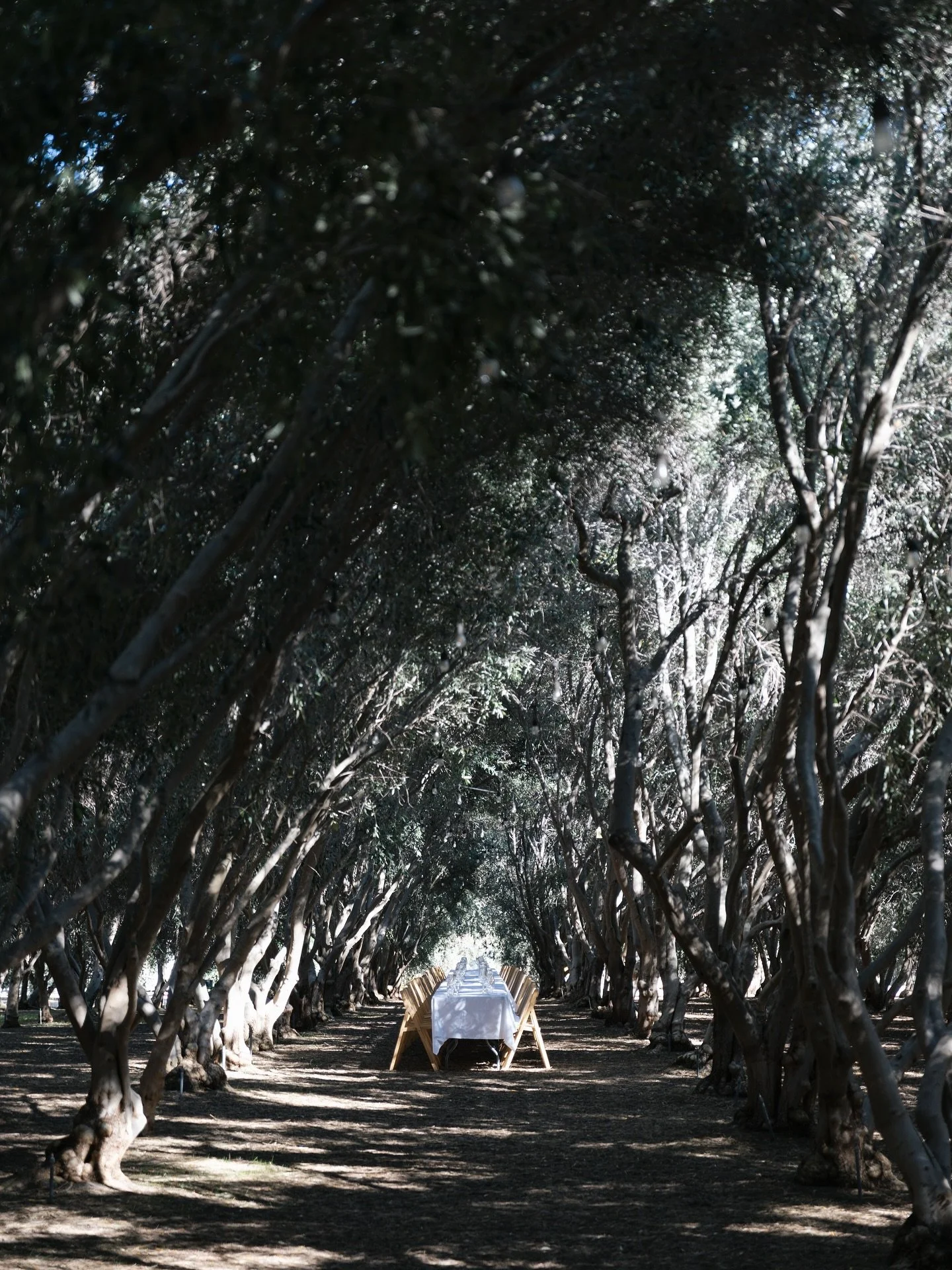 Coming together at a long table under the olive groves 

@temeculaoliveoilcompany 
@out_inthefield