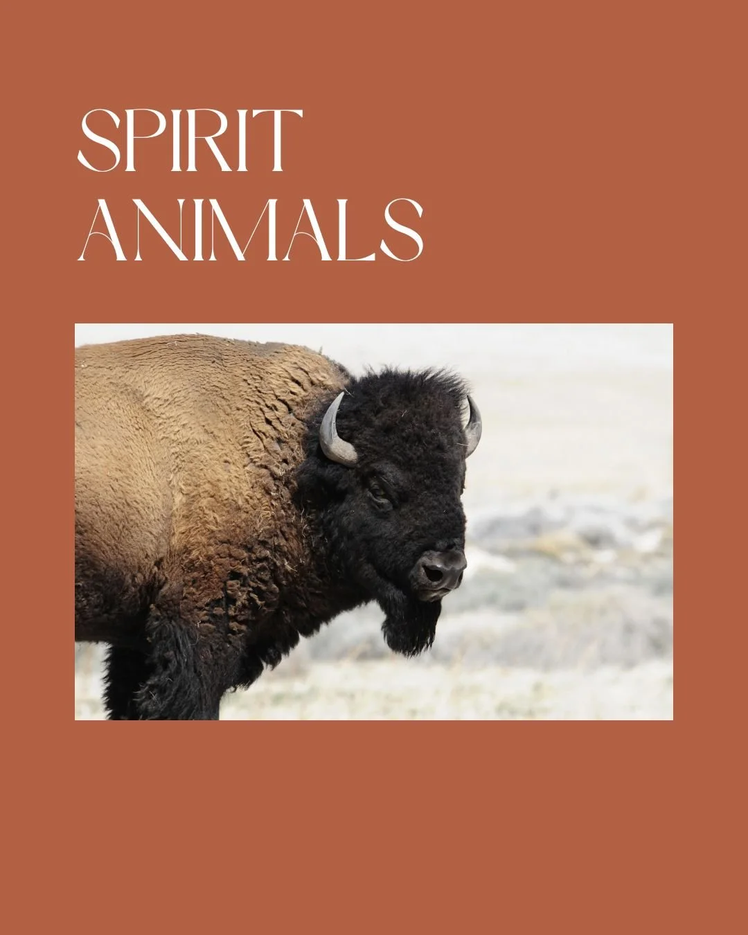 Spirit Animals (A workshop for adults)