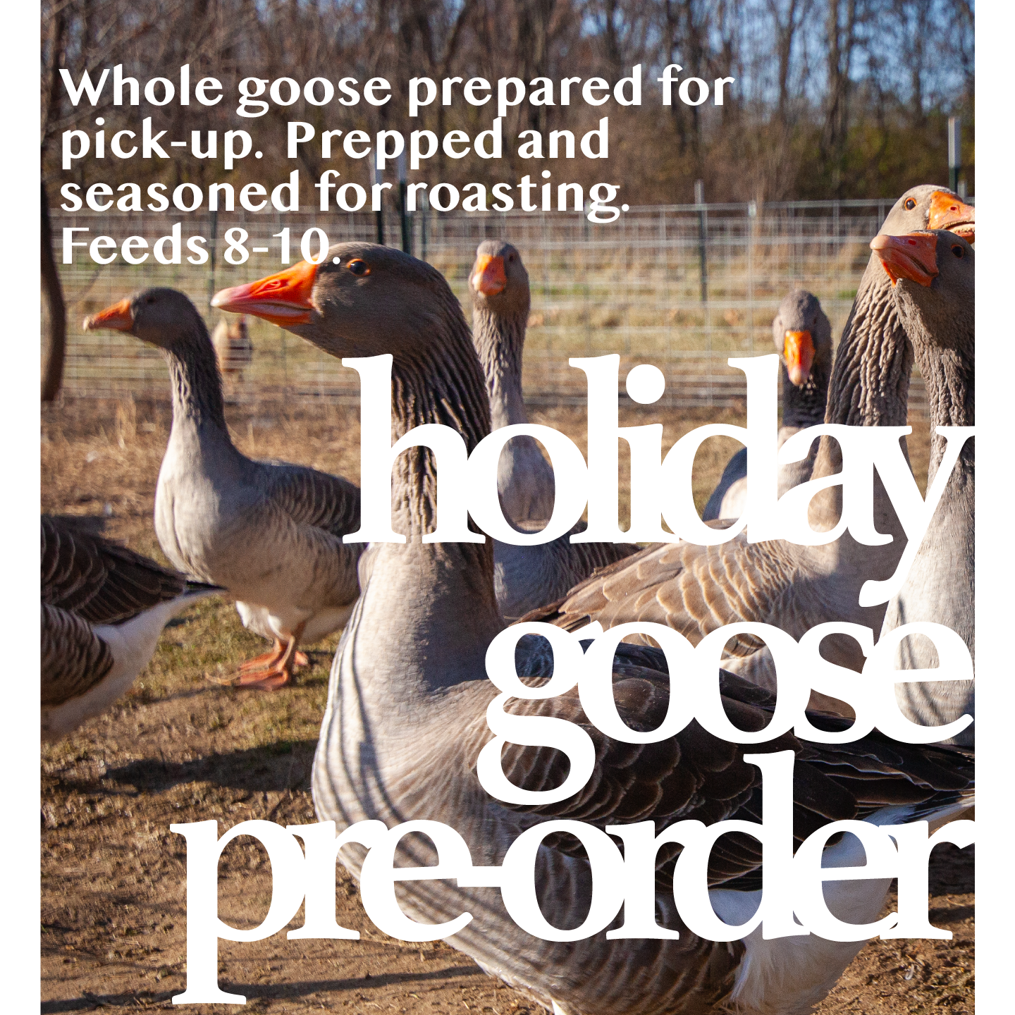 xmas-goose-05.png