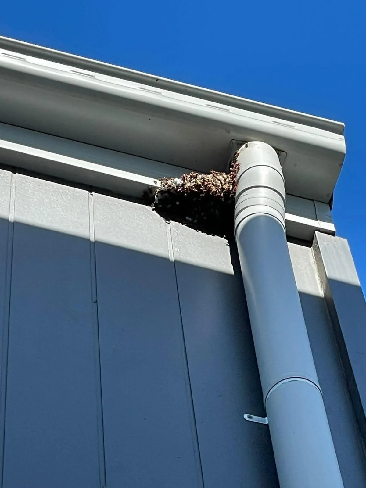 Wasp nest discovered beside a downpipe at a Sydney property