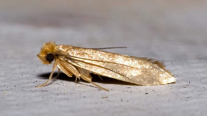 Clothes Moth