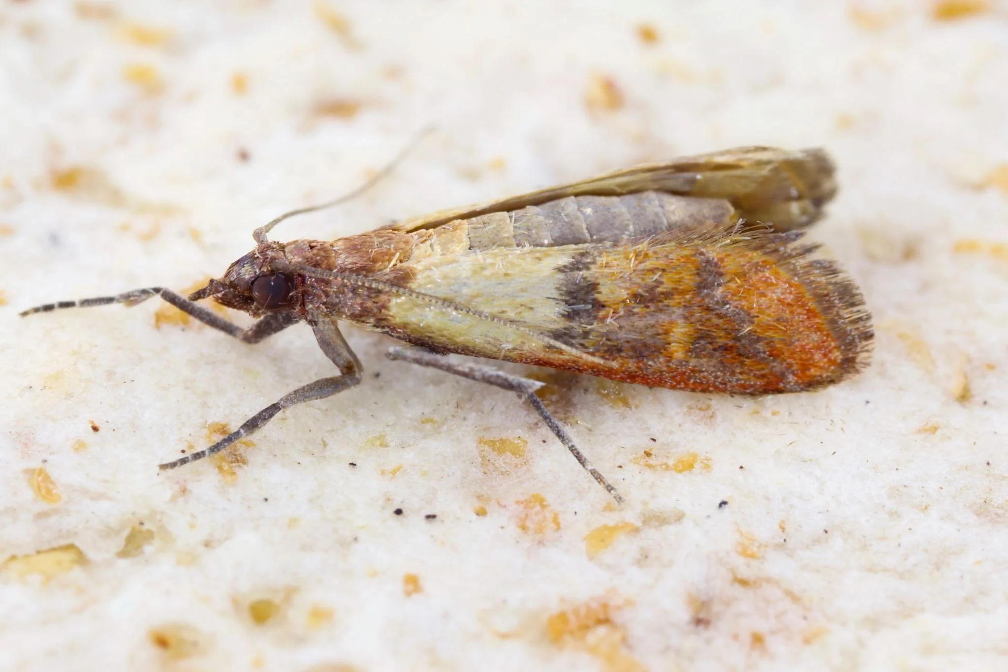 Pantry Moth