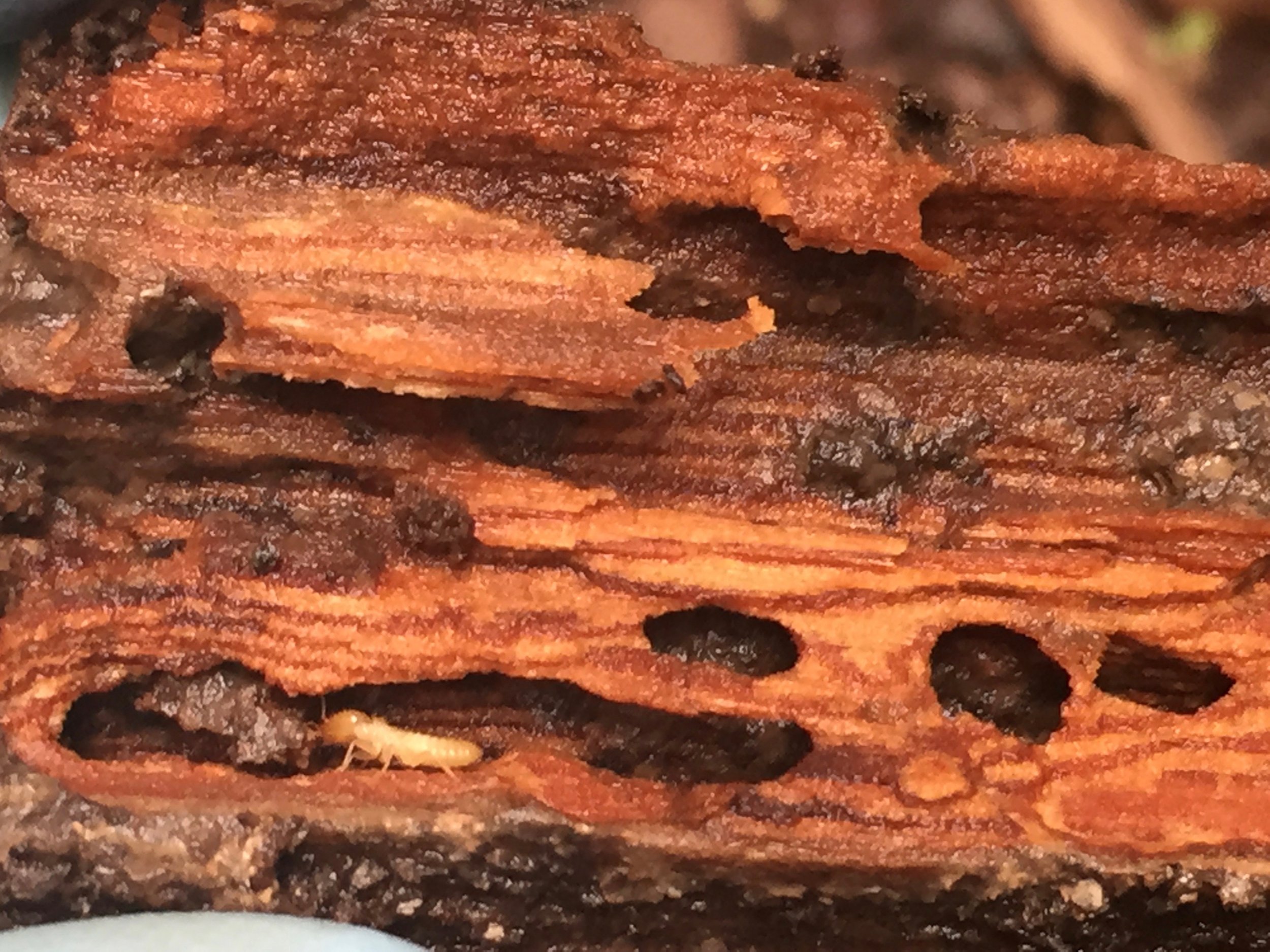 Live termite activity and extensive damage discovered inside timber at a Sydney property