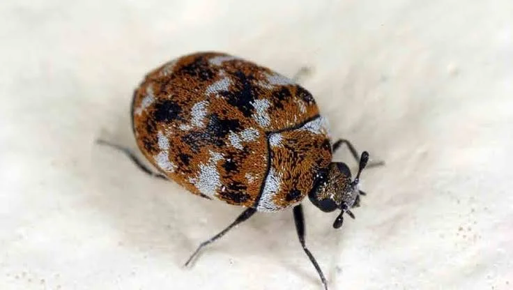 Carpet Beetles