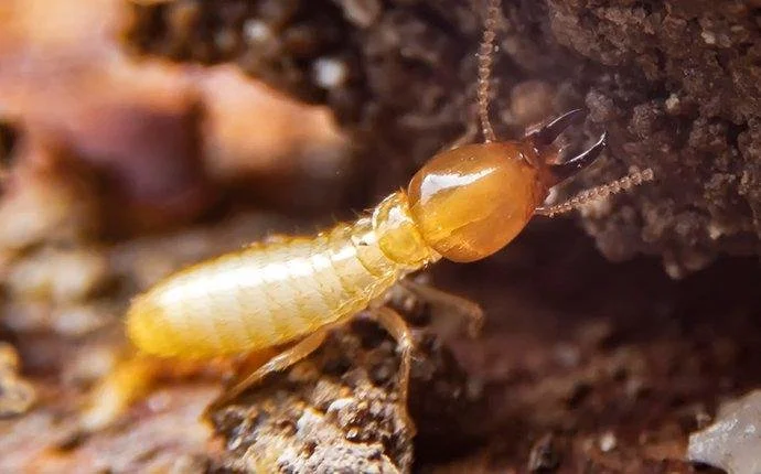 termite-chewing-wood-inside-walls.jpeg