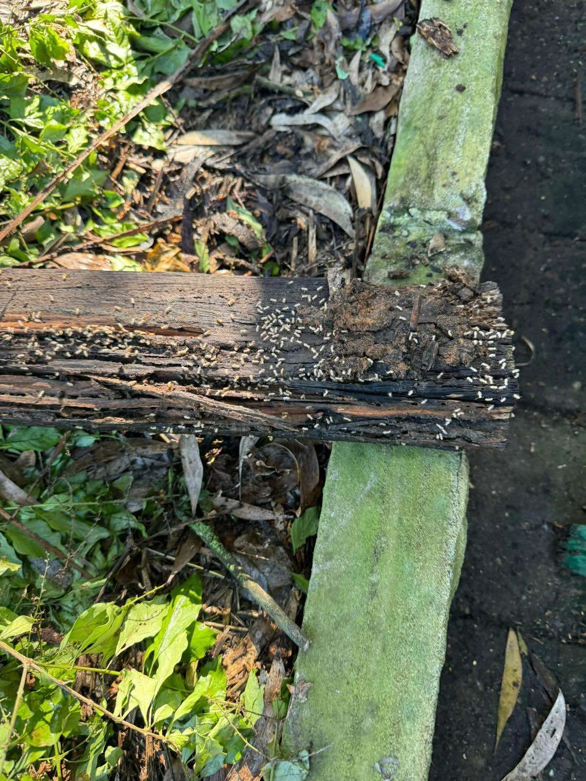 Extensive termite activity and damage discovered in timber during a termite inspection