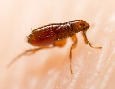 Close-up of an adult flea