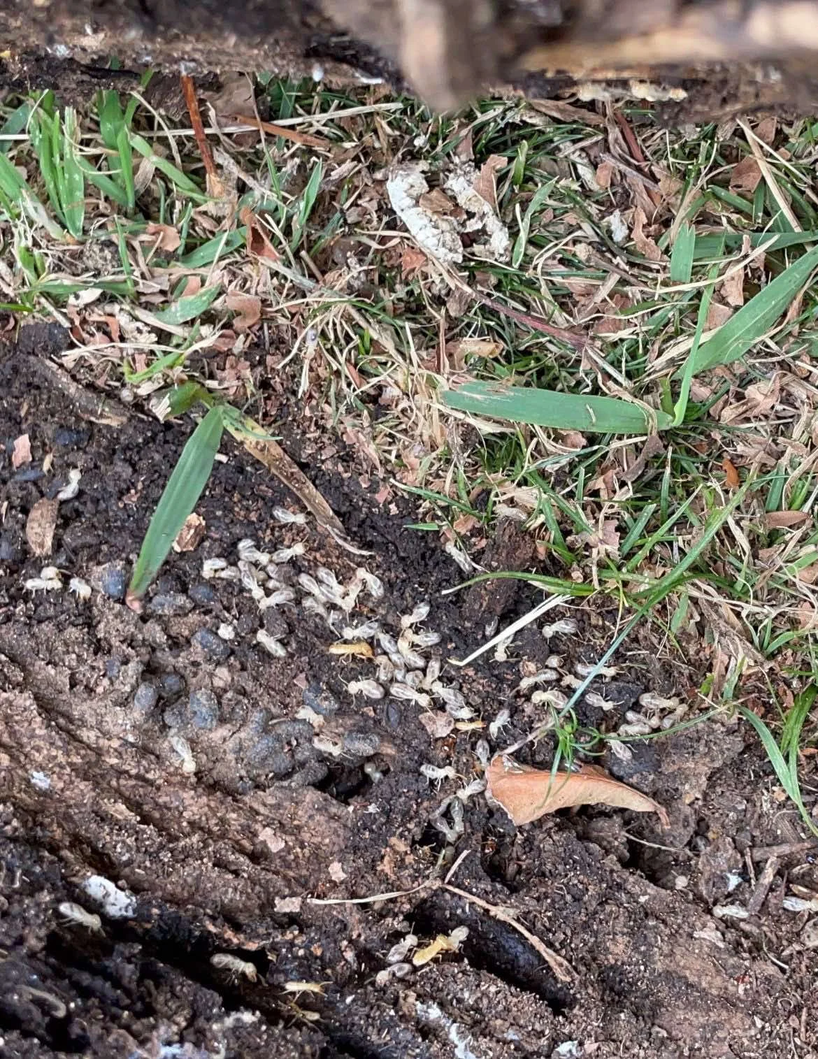 Live termites discovered in soil at a Sydney property