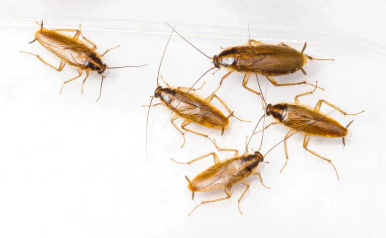 Close-up of a German cockroach