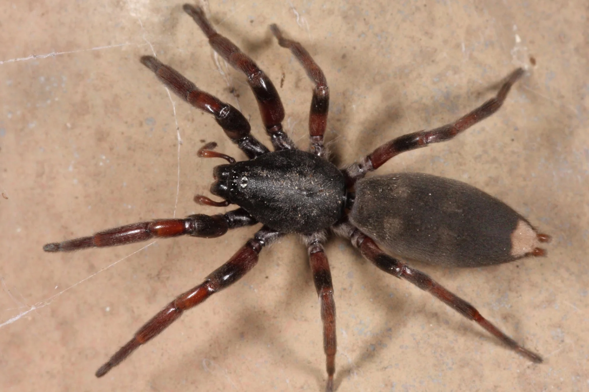 White-tailed spider commonly found inside Sydney homes
