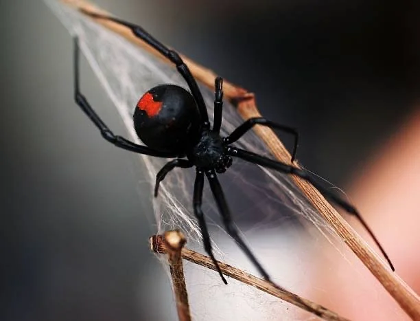 Redback spider resting on its web