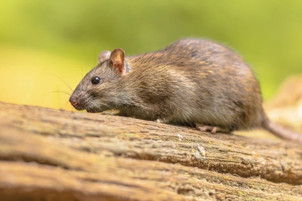 Rodents