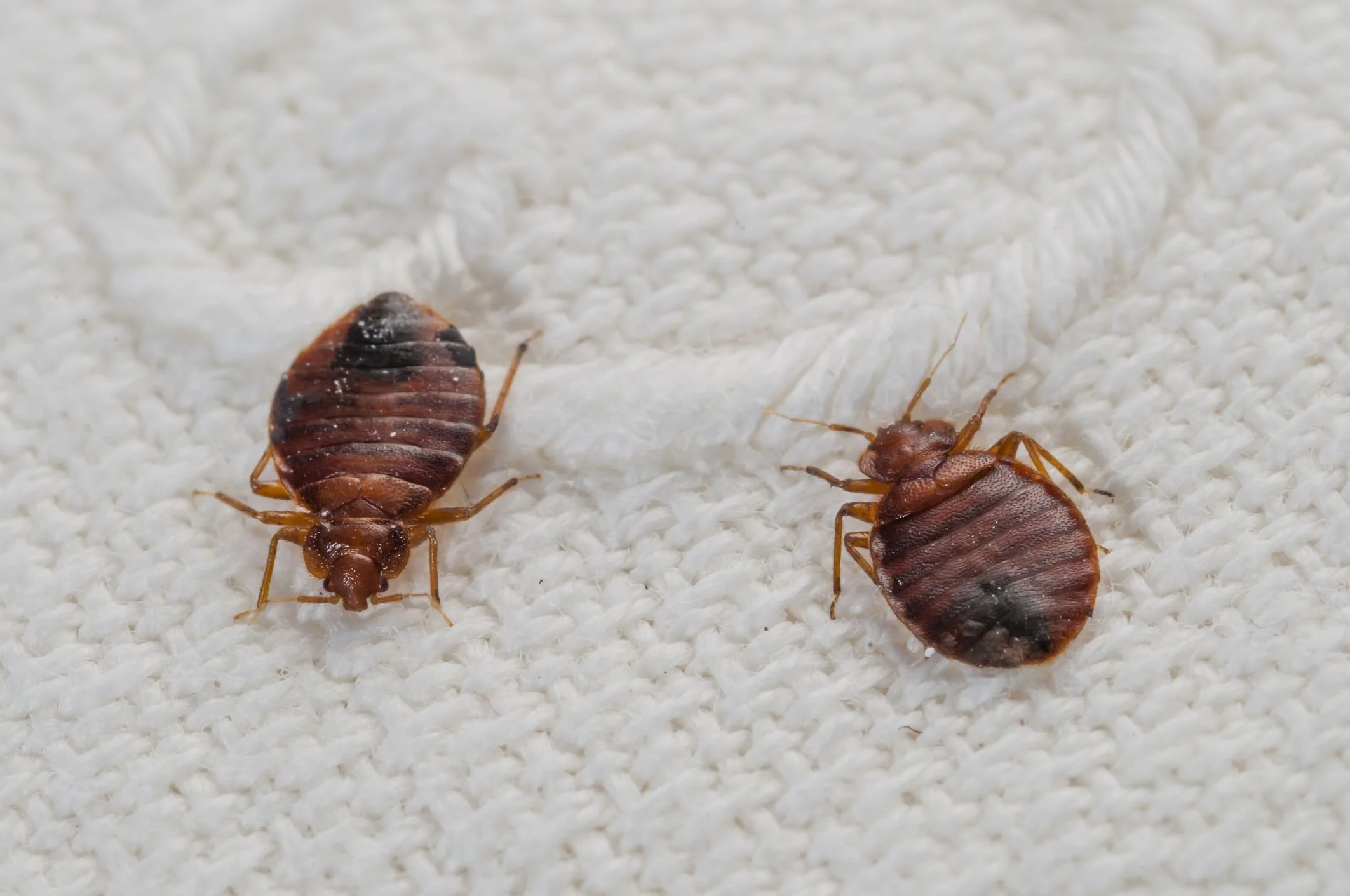 Close-up of a bed bug on fabric