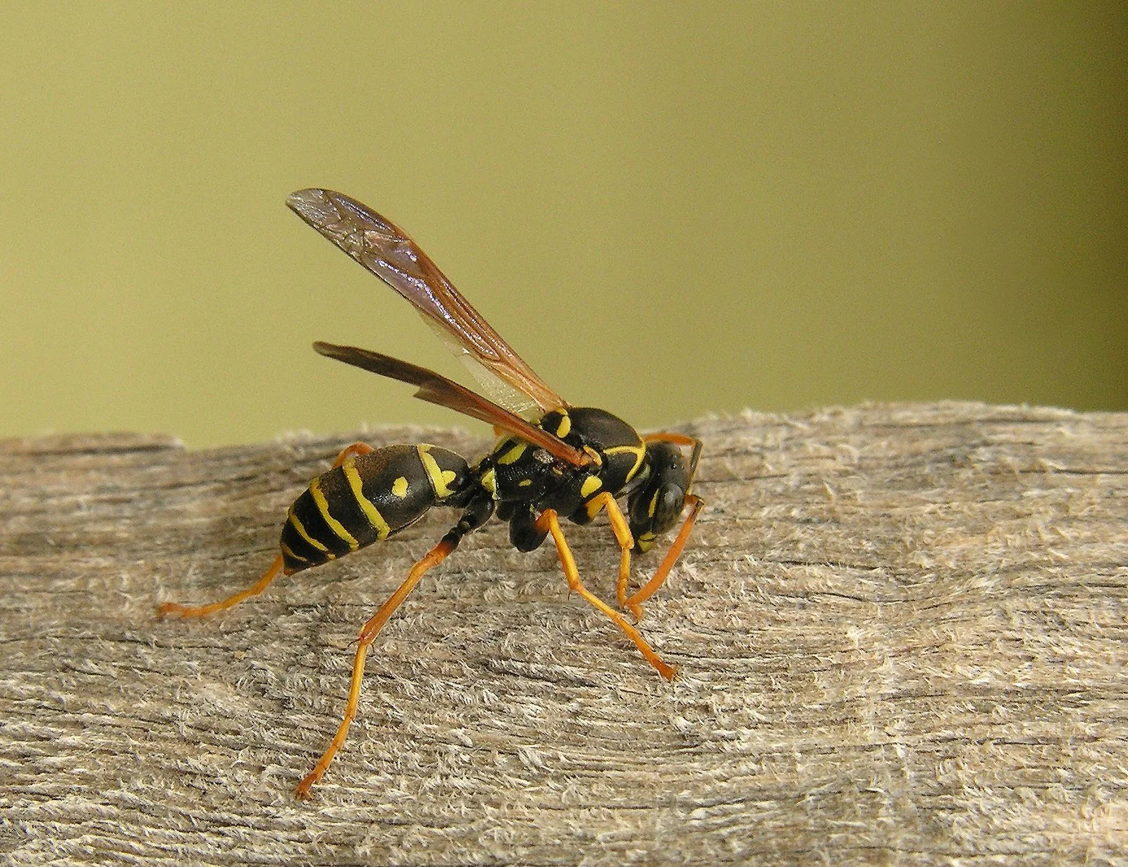 Close-up of a wasp