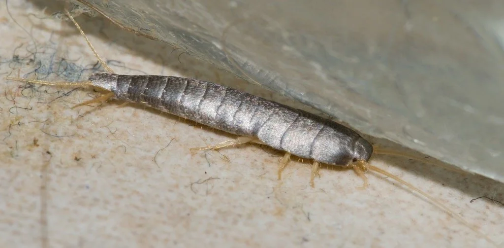 Silverfish