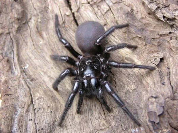 Sydney funnel-web spider on timber