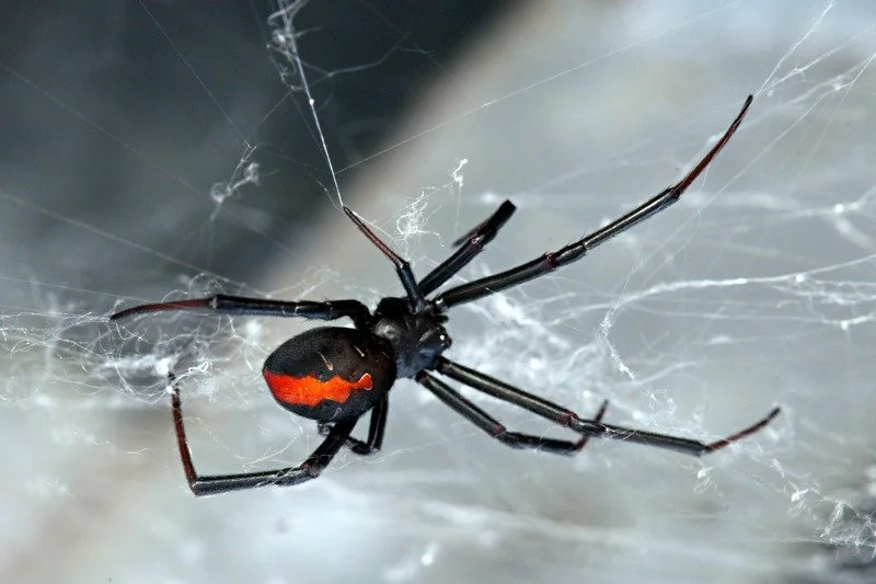 Spiders
