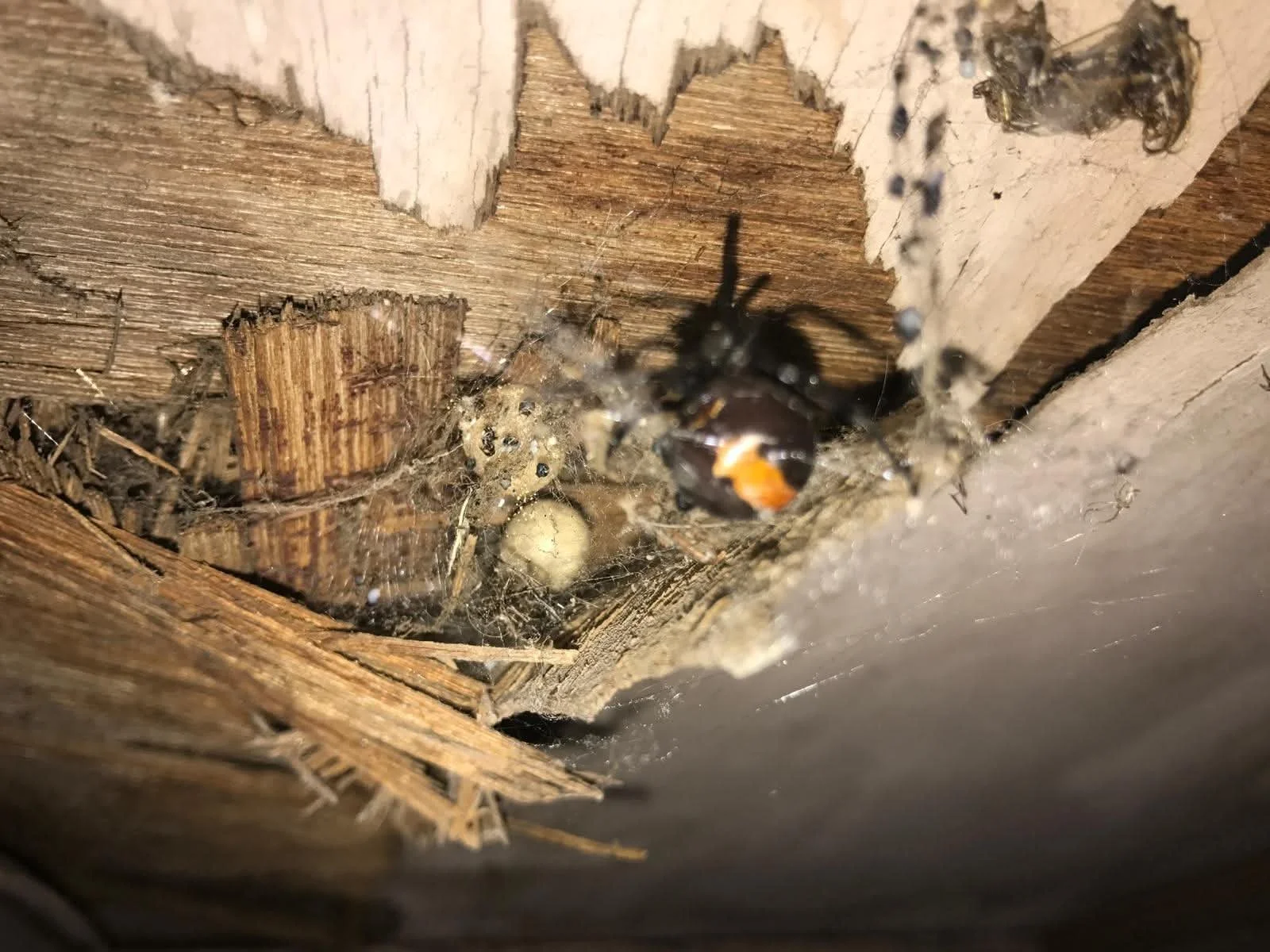 Spider and egg sac discovered in webbing around timber at a Sydney property