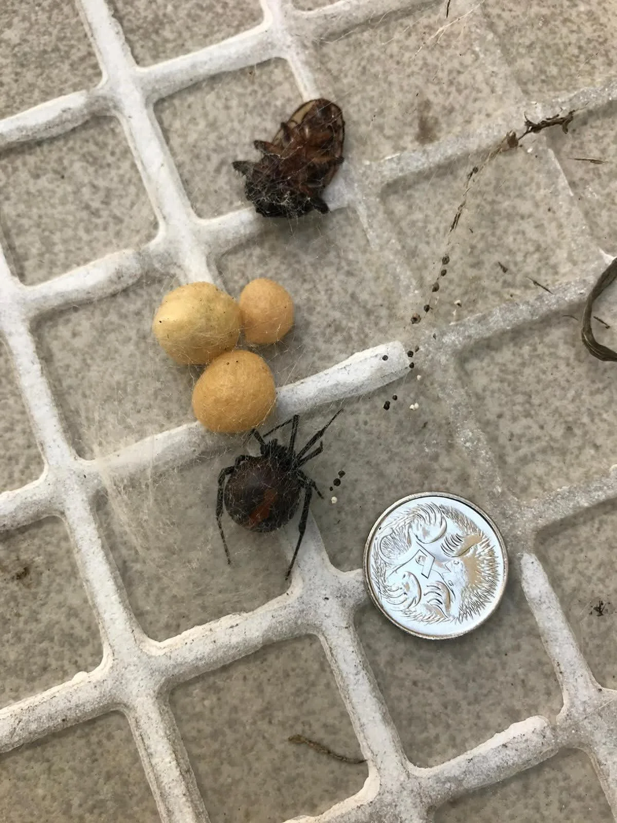 Spiders and egg sacs discovered during a pest inspection at a Sydney property