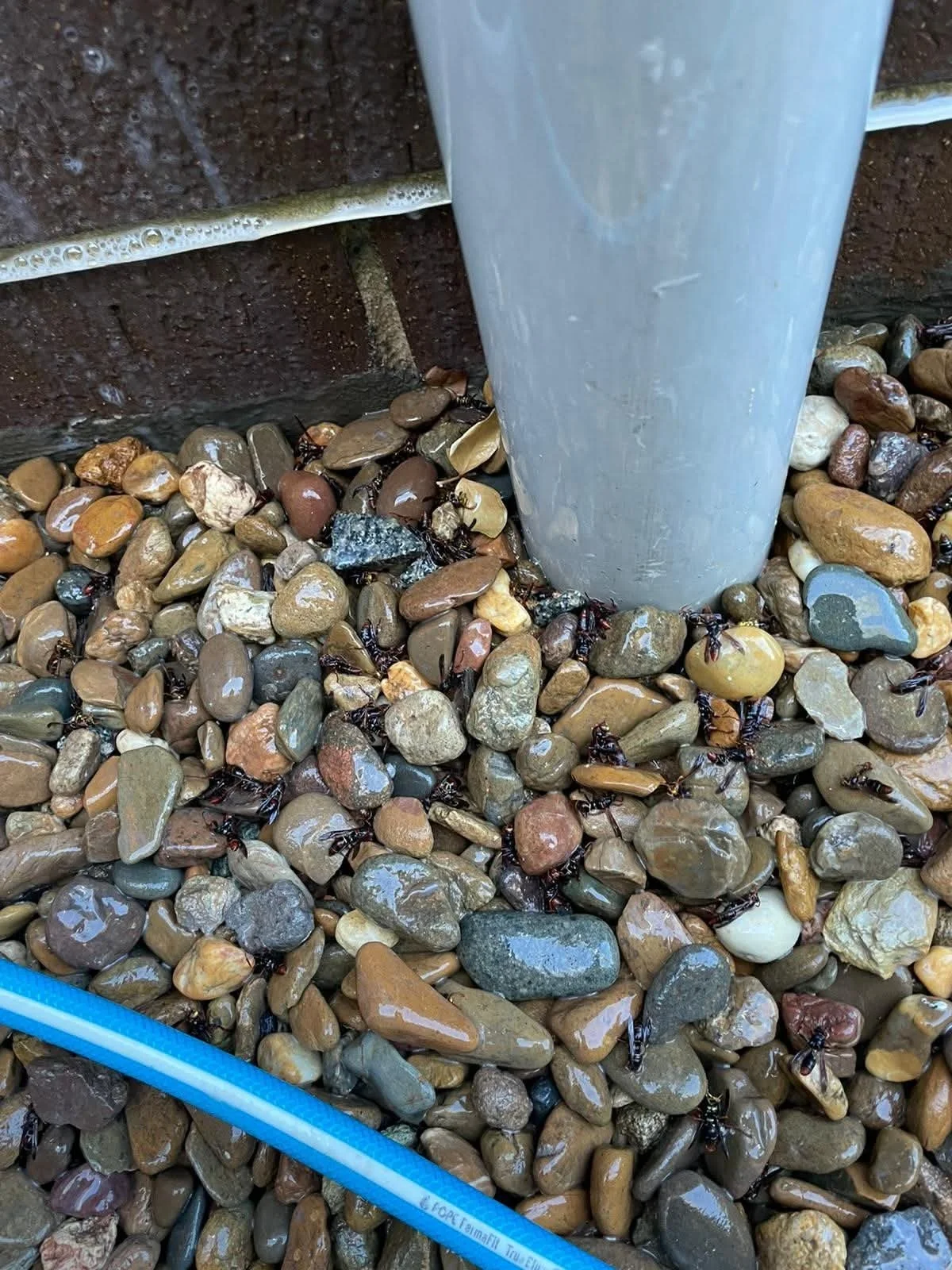 Dead wasps found around landscaping following wasp nest treatment at a Sydney property
