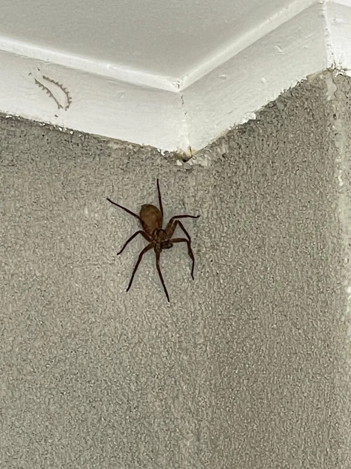 Large spider found on the exterior wall of a Sydney property