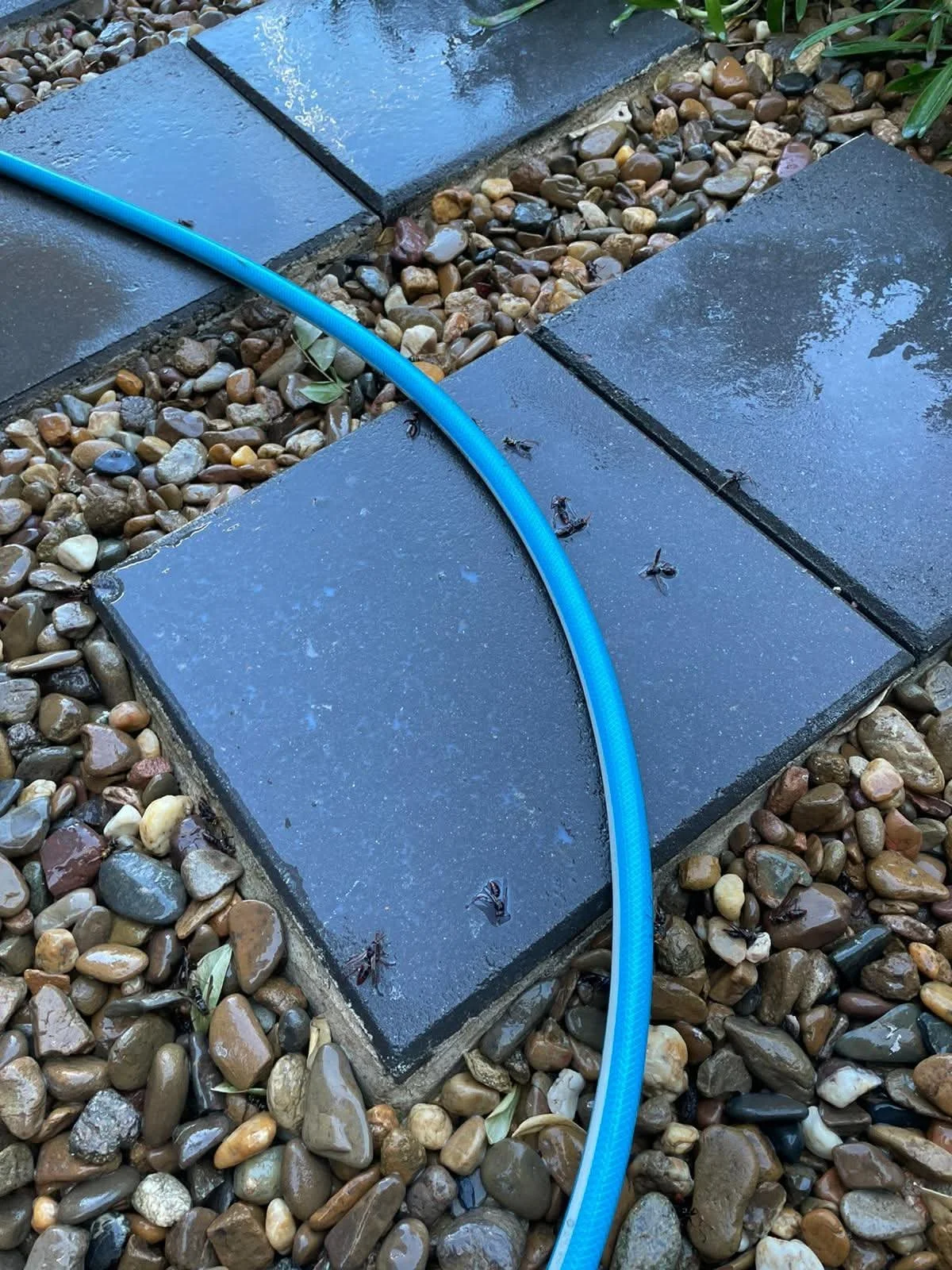 Dead wasps on pavers following professional wasp nest treatment at a Sydney property
