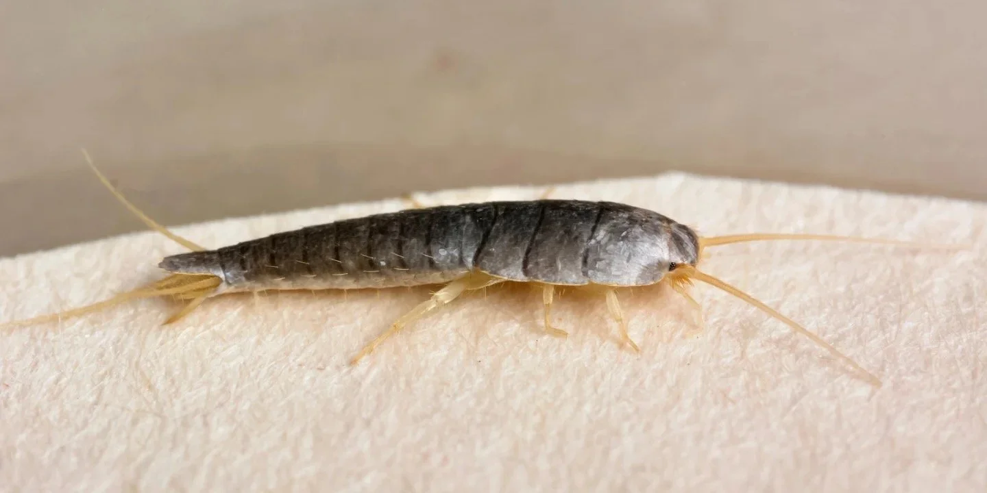 Close-up of a silverfish