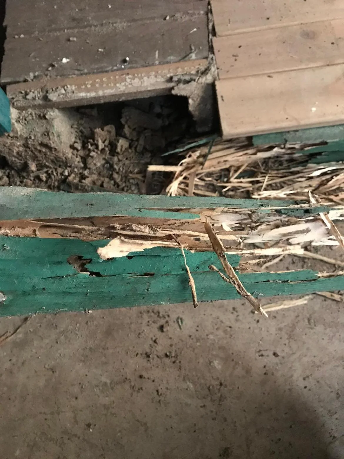 Extensive termite damage to structural timber discovered during a termite inspection