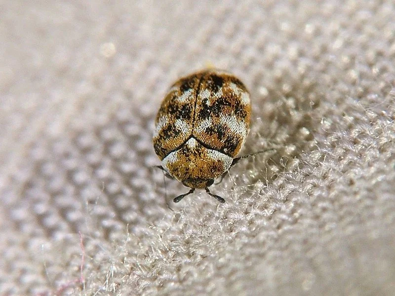 Close-up of a patterned carpet beetle on light-coloured fabric