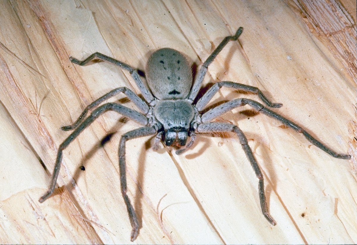 Huntsman spider commonly found around Sydney properties