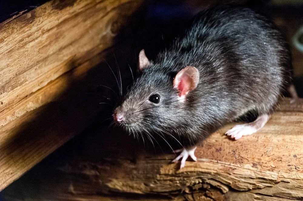 Roof rat commonly found in roof voids around Sydney properties