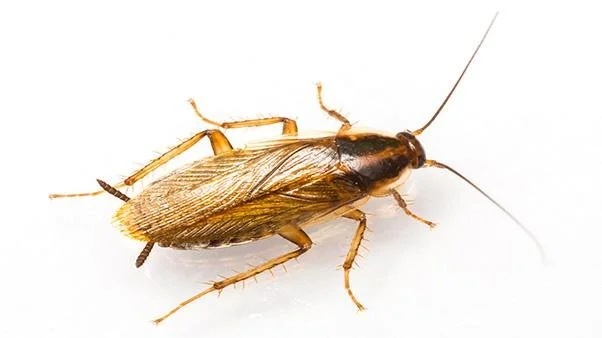 Cockroaches