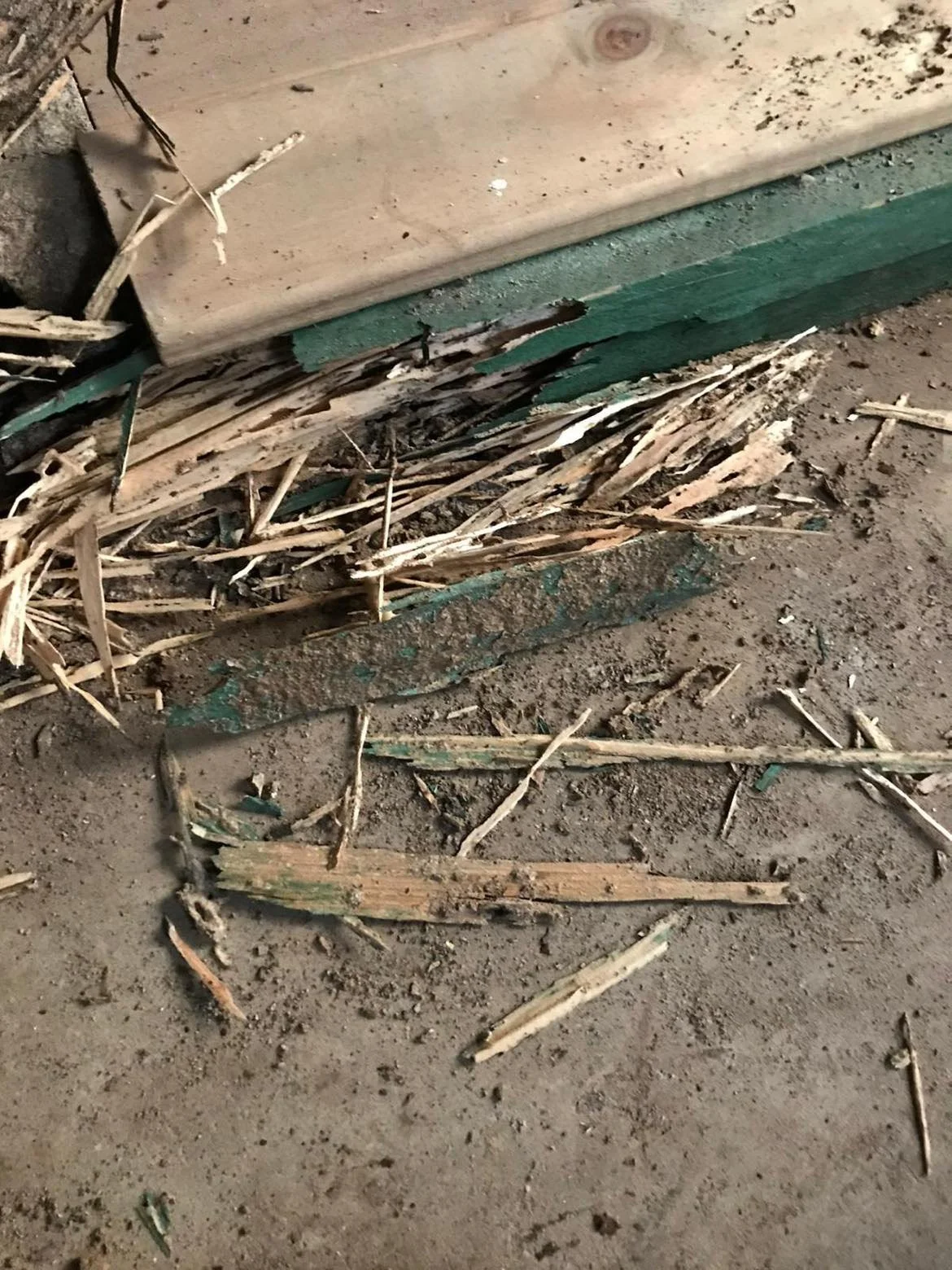 Extensive termite damage to timber discovered during a termite inspection in Sydney