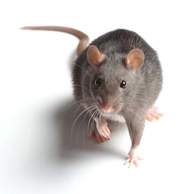 House mouse on a white background