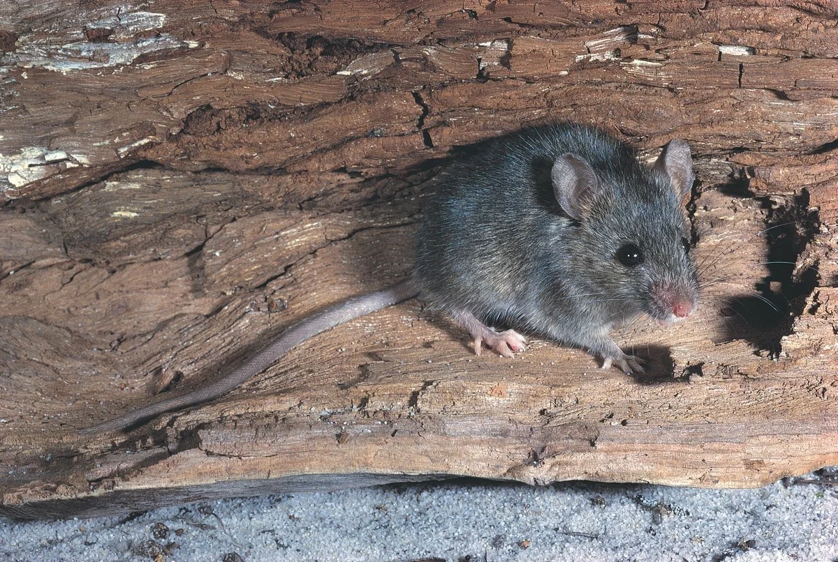 House mouse commonly found inside Sydney properties