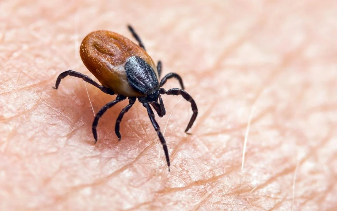 Close-up of a tick on skin