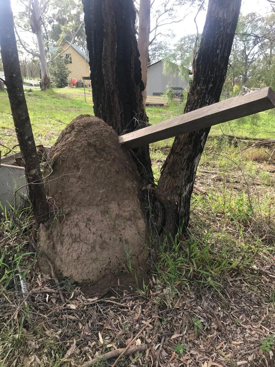 Large termite mound beside a tree showing evidence of an established termite colony