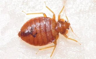 Bed Bugs