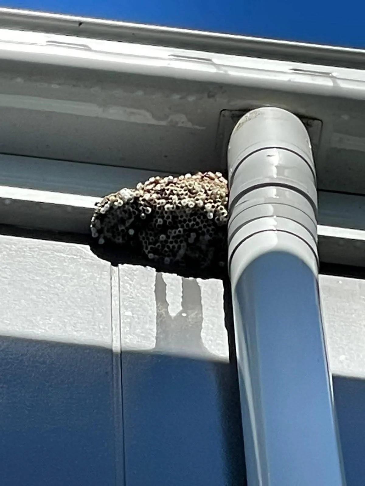 Wasp nest following professional treatment at a Sydney property