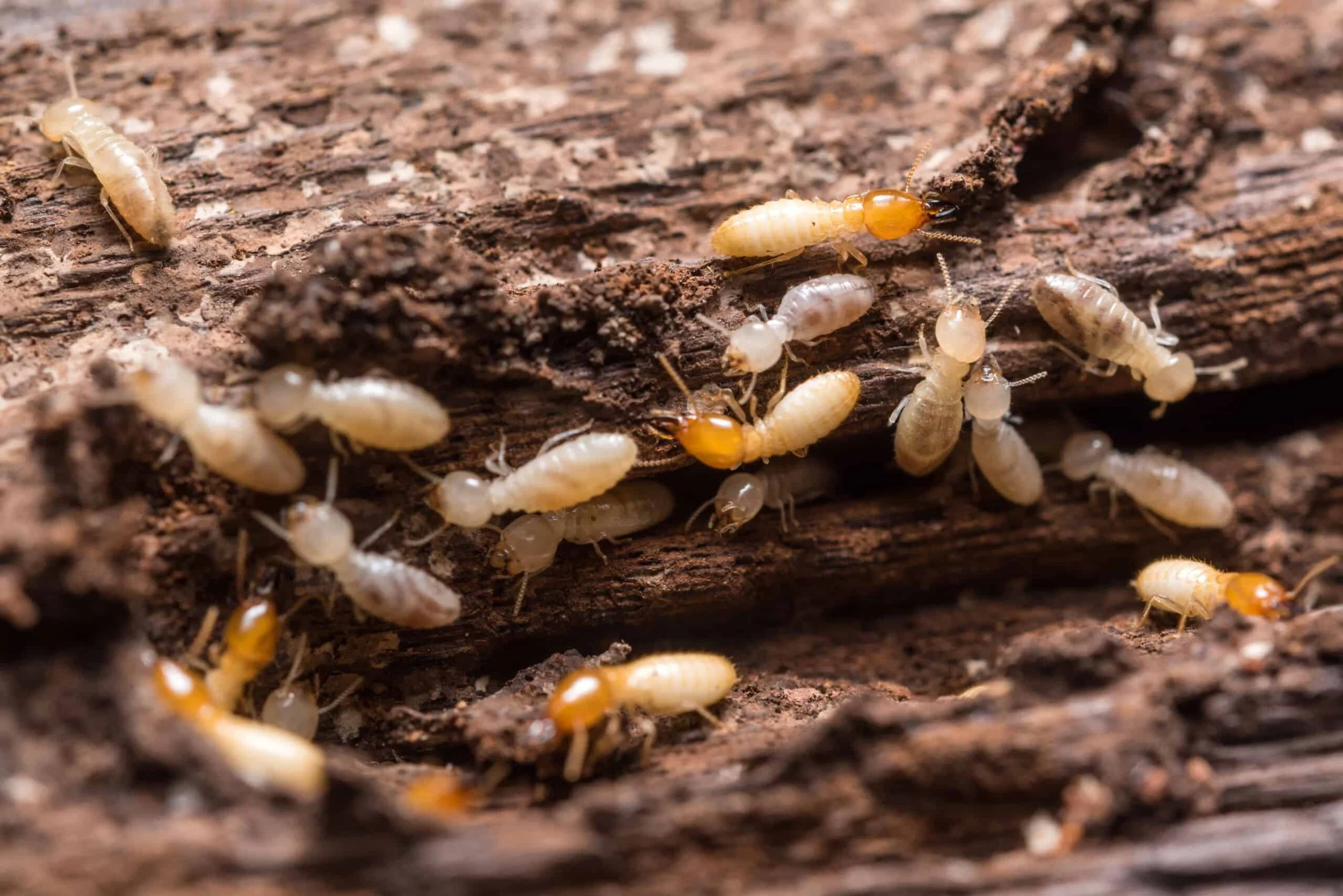 Close-up of termites inside damaged timber