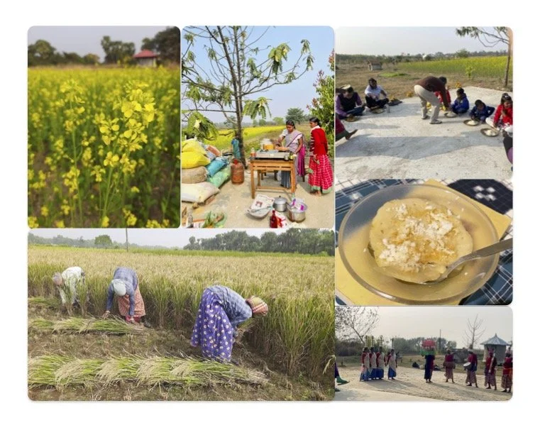 নতুন ধানের ঘ্রাণ ( Flavour of New Rice )