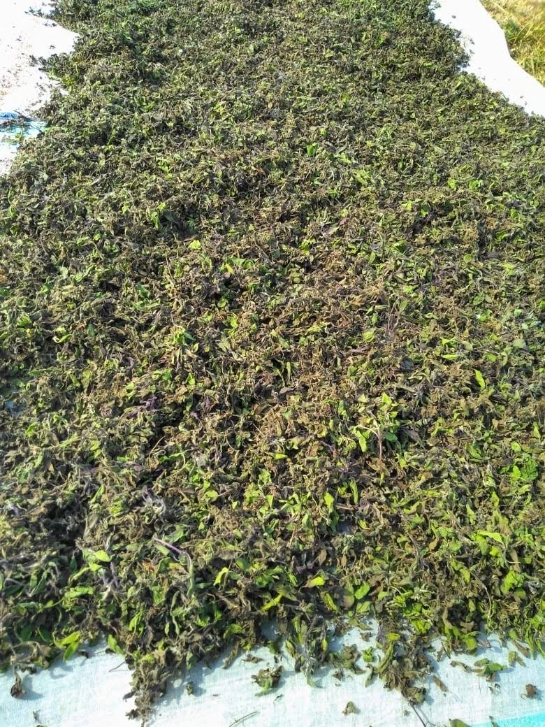 Tulsi dried in traditional way of drying under shed to retain medicinal quality