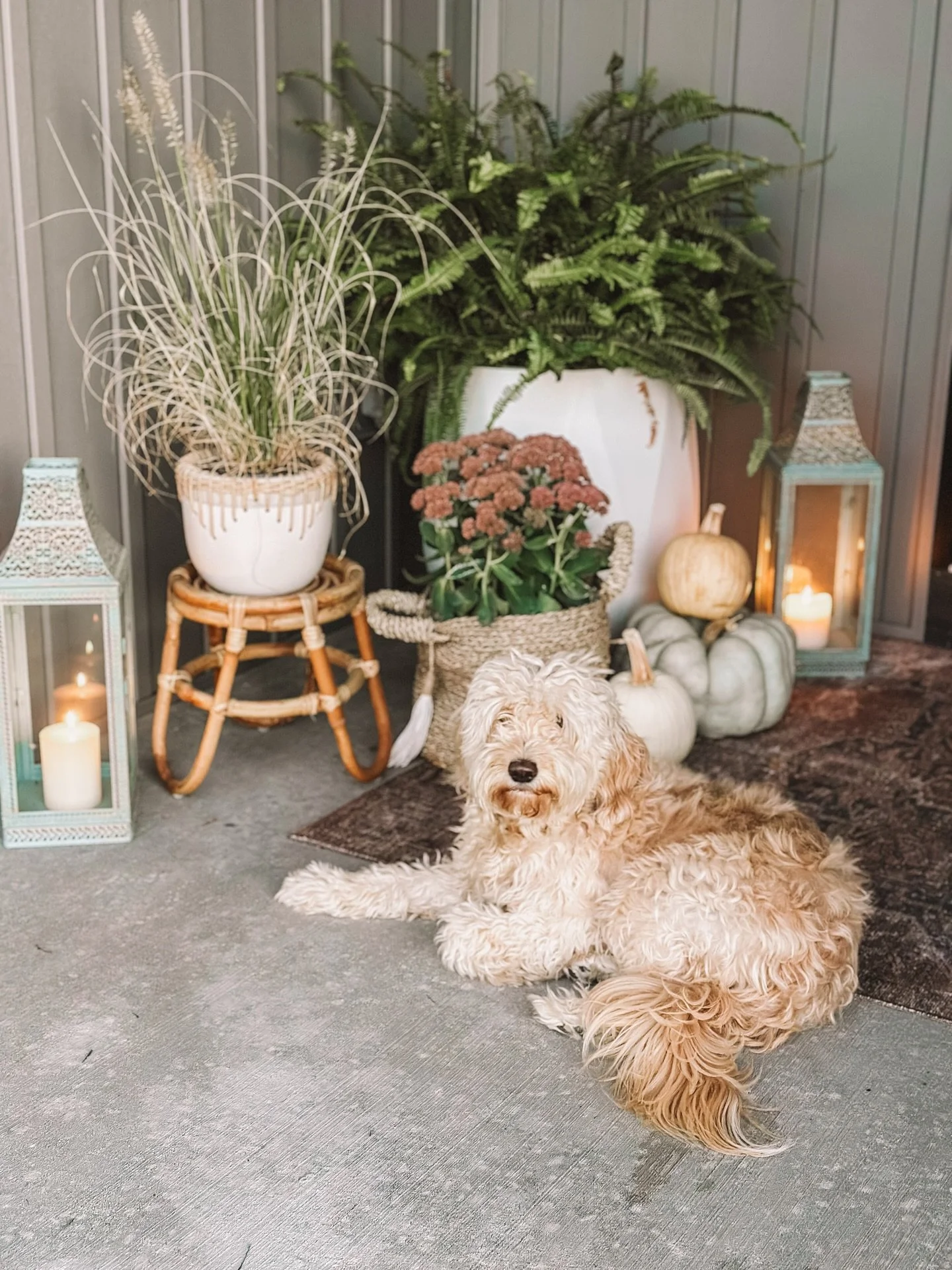 No spooky season decor here. When doing front porch decor I try to aim for practical pieces that can be used through the seasons. No freight trucks of pumpkins getting delivered at this house but I have seen all the videos&hellip;but I did get the cu