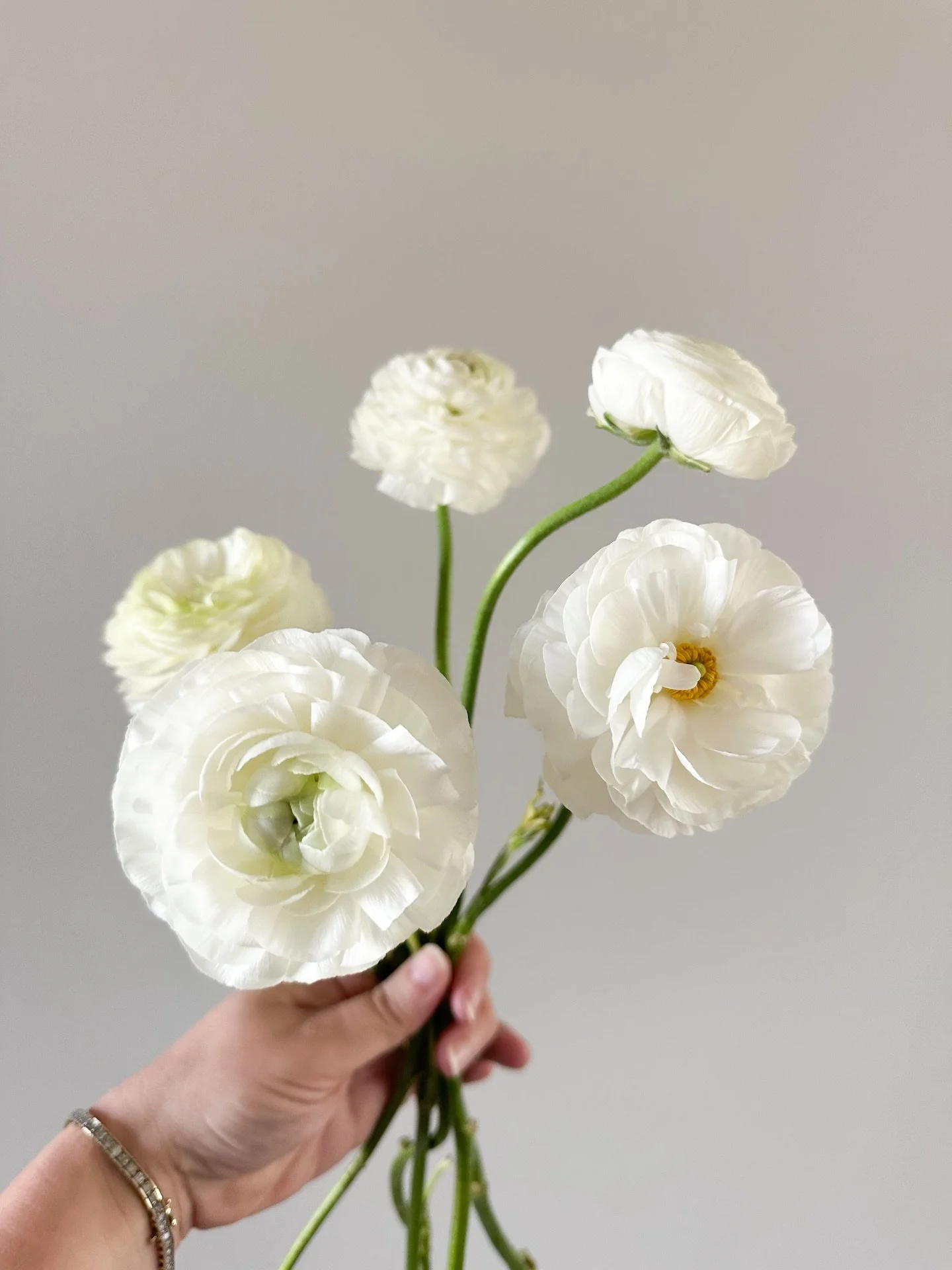 3 dainty white/ivory flowers that I love using as an Iowa Wedding Florist from @ibuyflowers . Ranunculus, white majolka spray roses, and white larkspur. #iowaflorist #ranunculus #sprayroses #larkspur #weddingflowers #whiteflowers #weddinginspiration 