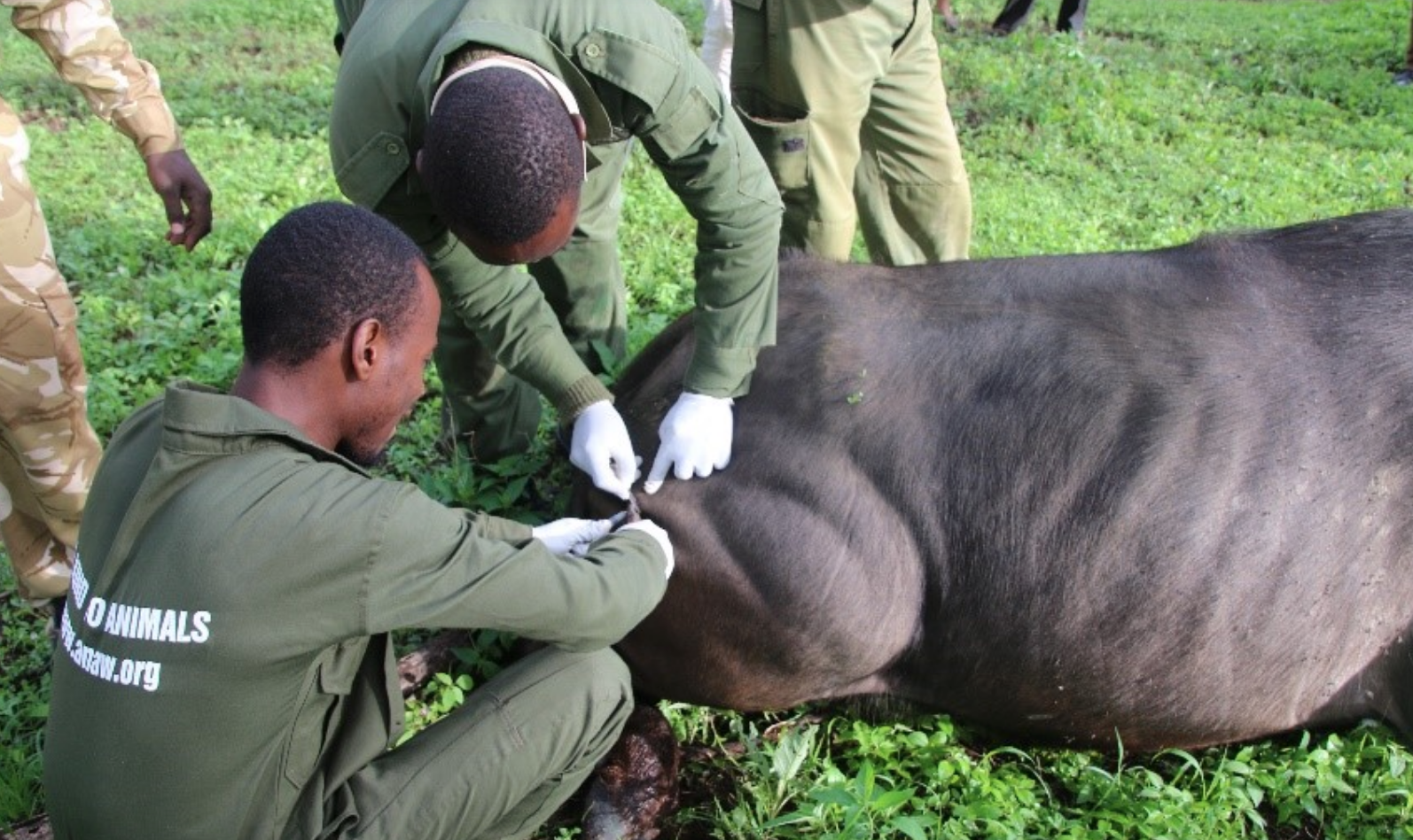 ANAW veterinarians providing care to an animal in need